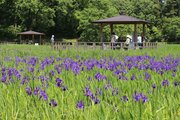 初夏に鮮やか！カキツバタ見頃、「柏崎・夢の森公園」31日までカキツバタまつり