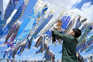 東日本大震災で犠牲になった子どもたちへの鎮魂の思いや未来への希望を込め、掲げられた約500匹の青いこいのぼり=5日午後、宮城県東松島市