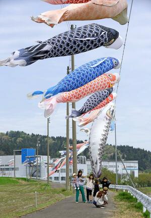 渋海川沿いを優雅に泳ぐこいのぼり=4月21日、長岡市岩田
