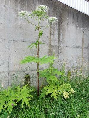 札幌市内のサイクリングロード付近で見つかった、バイカルハナウドの可能性が疑われる植物(同市提供)