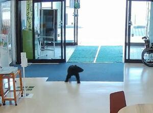 　青森県西目屋村田代の村役場ロビーに、体当たりしながら自動ドア２カ所を通過し侵入した子グマ＝４日午前（同役場提供）