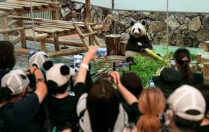 中国への返還が決まったジャイアントパンダの一般公開最終日、大勢の来園者にカメラを向けられる良浜。4頭との別れを惜しみ、涙を流すファンの姿もあった=27日午後、和歌山県白浜町のアドベンチャーワールド