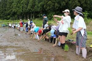 田植えに挑戦する東京都足立区の中学生たち=魚沼市下折立