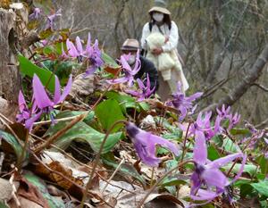 里山に春の訪れを告げているカタクリの花＝４日、長岡市