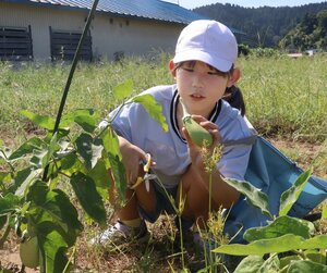 柏崎地場特産品「つららなす」を栽培し、収穫する子どもたち=柏崎市北条