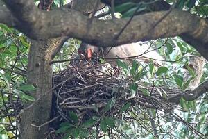 トキのひなに餌を与える親鳥=4月17日、佐渡市(環境省提供)