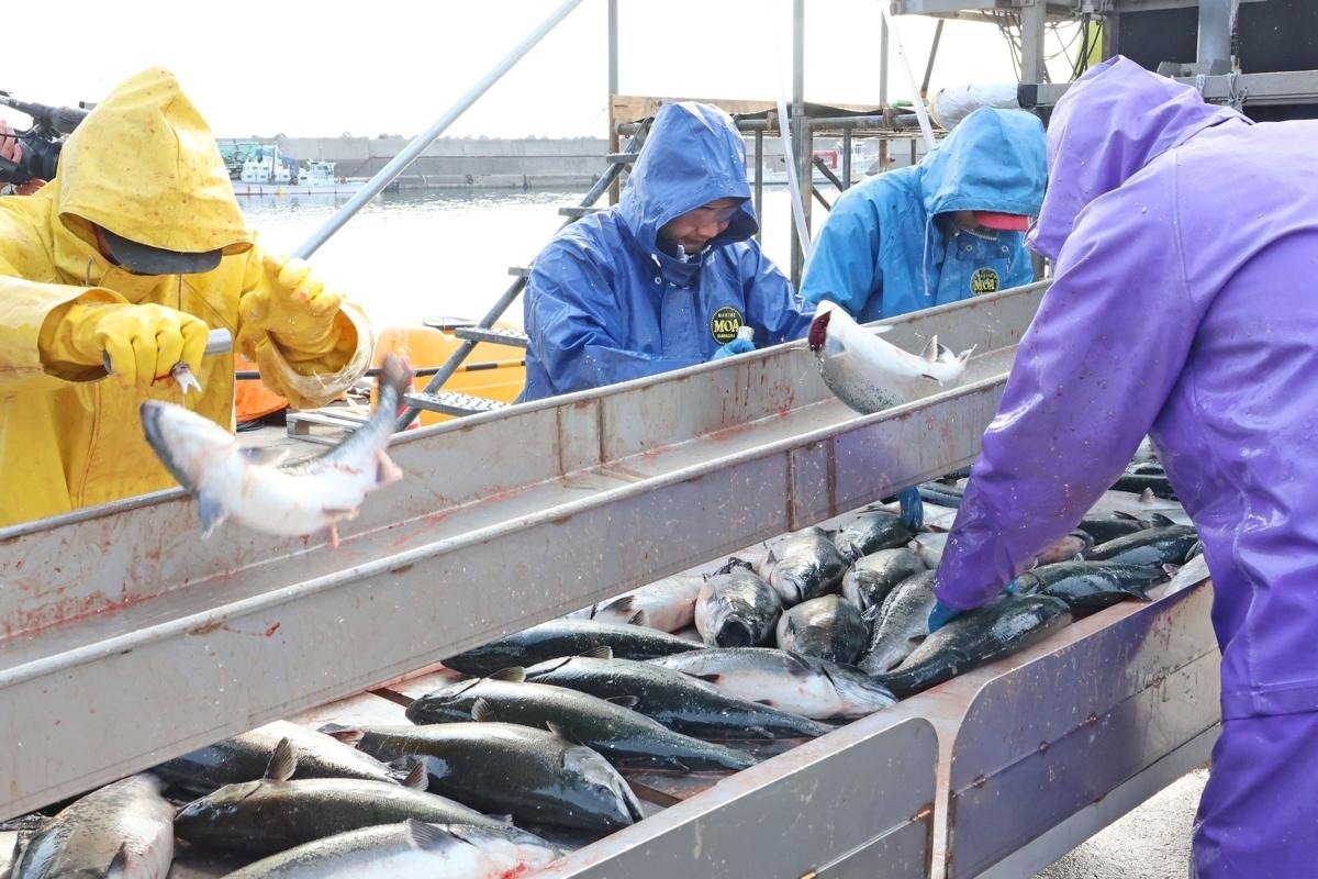 春の味覚、サイズ上々♪佐渡で養殖サクラマスの水揚げ最盛期 和木漁港
