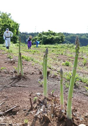 収穫の最盛期に入ったアスパラガス。連日早朝から鎌で刈り取っている=5月30日、十日町市馬場