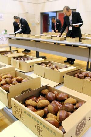 大きさやつやなどを競った五泉特産の栗の品評会=五泉市村松乙