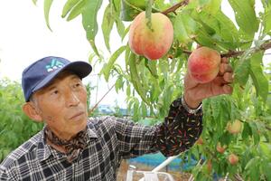 モモのわせ品種「日川白鳳」を収穫する生産者=6月28日、新潟市西蒲区門田