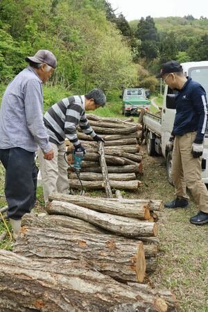 ナラのほだ木を使い、シイタケの植菌を体験する県の講座参加者ら=佐渡市達者