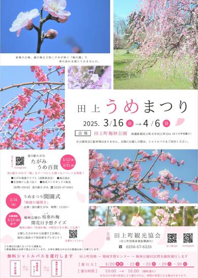 春恒例🌸新潟「田上うめまつり」3月16日開幕！見頃は3月下旬ごろの