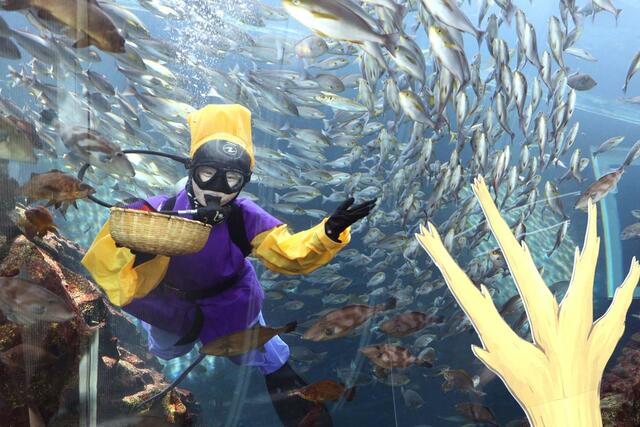 魚に餌のオキアミをまく花さかダイバー=28日、上越市五智2