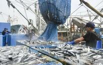 ２６年サンマ枠、９・１万トン