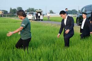 乾いた田んぼに入る小泉農相(中央)=7月、埼玉県杉戸町