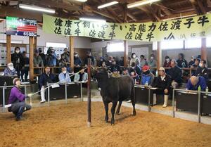 畜産農家らが見守る中で行われた2024年最初の子牛の競り=4月2日、佐渡市北川内
