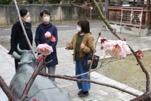 陽気の中、桃色の花を咲かせる梅=15日、新潟市中央区