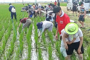 田んぼの草を取る参加者=阿賀野市塚田