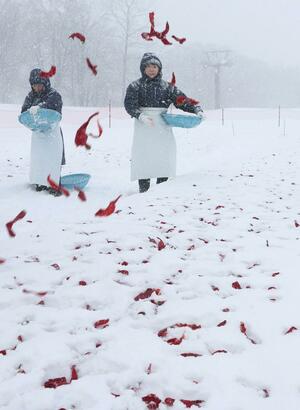 雪が降る中で行われたトウガラシの雪さらし＝２０日、妙高市関川