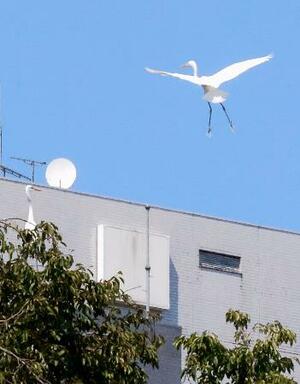 富山城址公園の上空で羽ばたくサギ=29日午後、富山市