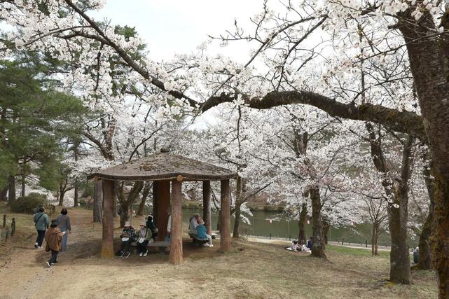 満開を迎えた悠久山公園の桜＝９日、長岡市御山町
