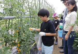 ミニトマトやナスなどの夏野菜を収穫した参加者=新潟市南区東笠巻新田
