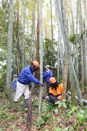 放置竹林を手入れするNPO法人和島夢来考房のメンバー=長岡市和島地域