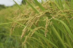 埼玉県北本市の水田の稲穂