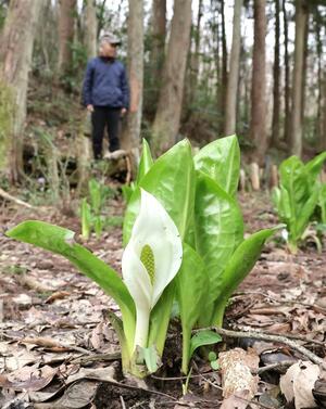 水辺に群生するミズバショウ=4月1日、新潟市西蒲区仁箇