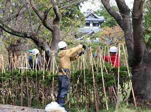 高田城址公園で始まった冬囲い作業=21日、上越市