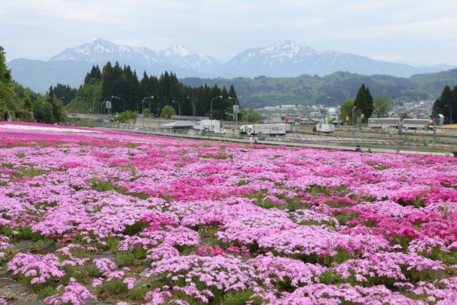 公園に広がる色鮮やかなシバザクラ＝８日、魚沼市根小屋