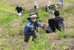 ワラビ採りが本格化した丸渕観光わらび園=5月19日、阿賀町七名乙