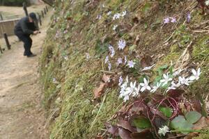 見頃を迎えた雪割草=柏崎市西山町大崎