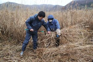 かやぶき屋根の材料となるカヤ(ススキ)を丁寧に刈り込む住民たち=2020年12月、佐渡市小倉