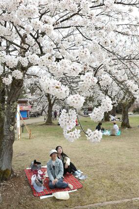 満開を迎えた悠久山公園の桜＝９日、長岡市御山町