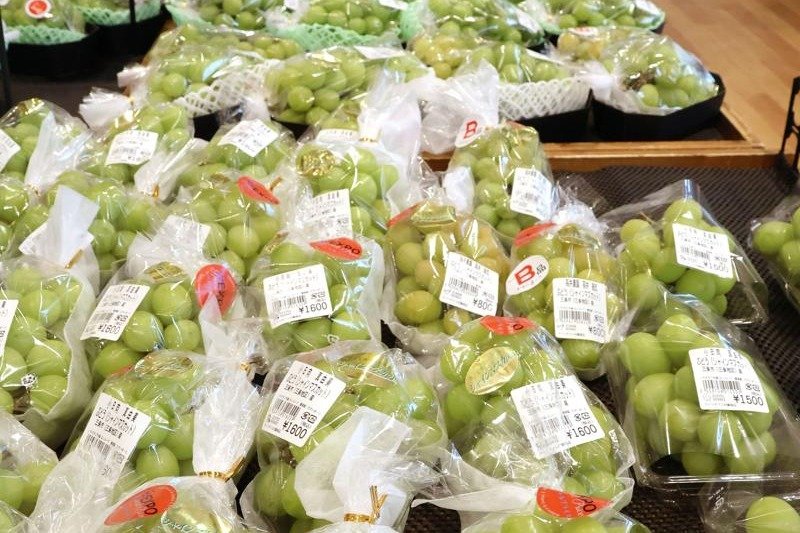 今、主役はシャインマスカット！大粒で高糖度、食べやすさ…高まる人気