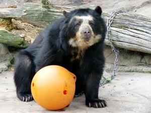 死んだ雌のメガネグマ「プッペ」(天王寺動物園提供)