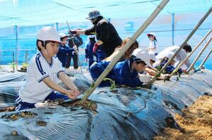 獣害を防ぐネットに覆われた学校畑で、サツマイモの苗を植える笹岡小児童=阿賀野市山崎