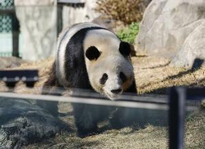 報道陣に公開された双子のジャイアントパンダ、雄シャオシャオ＝２０２５年１２月１６日、東京・上野動物園