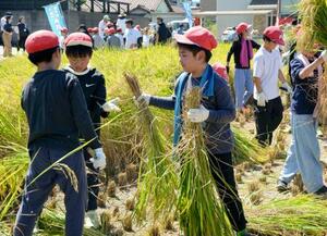 「奇跡の復興米」を刈り取る地元小学校の児童ら=2日午前、大阪府富田林市