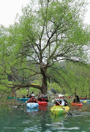 ヤナギの木々の新緑が映え、アクティビティーを楽しむ人でにぎわう白川湖の水没林＝２０日午前、山形県飯豊町（山形新聞社提供）