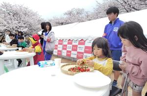 加治川桜・越後の姫まつりのいちご早食い選手権=13日、新発田市