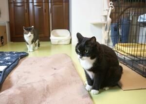 「アニマルレスキュー　ディアパウズ」で保護している猫＝佐渡市八幡