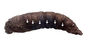 「エゾスズメ」のさなぎ。矢印の先の部分に気門がある(神戸大の杉浦真治教授提供)