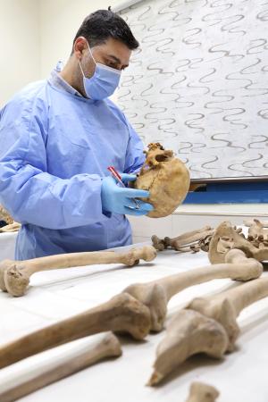 　不明者特定センターで頭蓋骨を調べるホラニ氏＝９日、シリア・ダマスカス（共同）