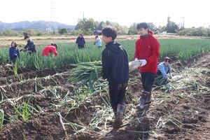 畑から取った長ネギを運ぶ子どもたち=柏崎市西山町五日市