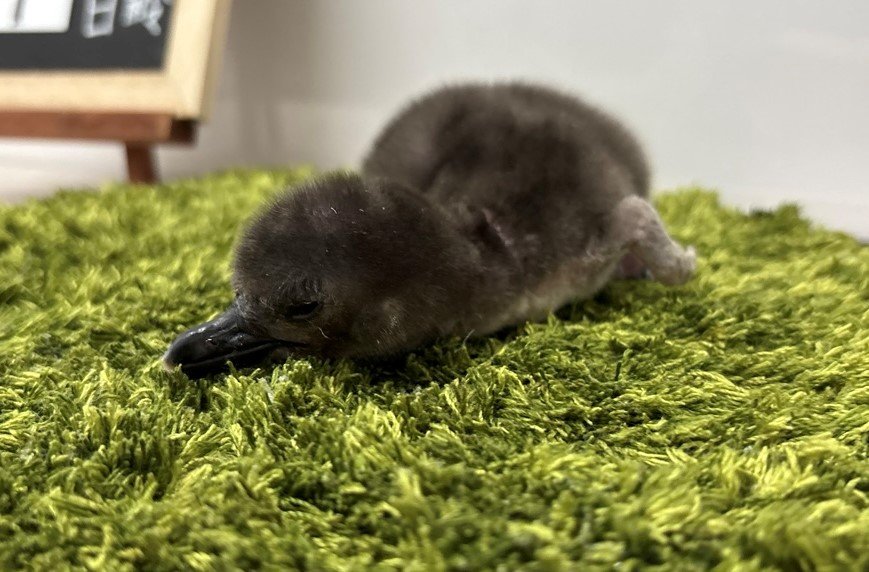すみだ水族館】この春4羽目の誕生!マゼランペンギンの赤ちゃん「とうふ