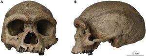中国・ハルビンで発見された頭骨の化石(国際科学誌イノベーション提供)