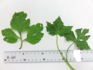 有毒植物のキツネノボタン(左)。ミツバ(右)と似ており、注意が必要だ