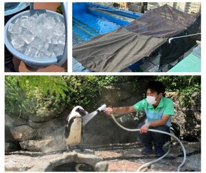 サンシャイン水族館の熱中症対策